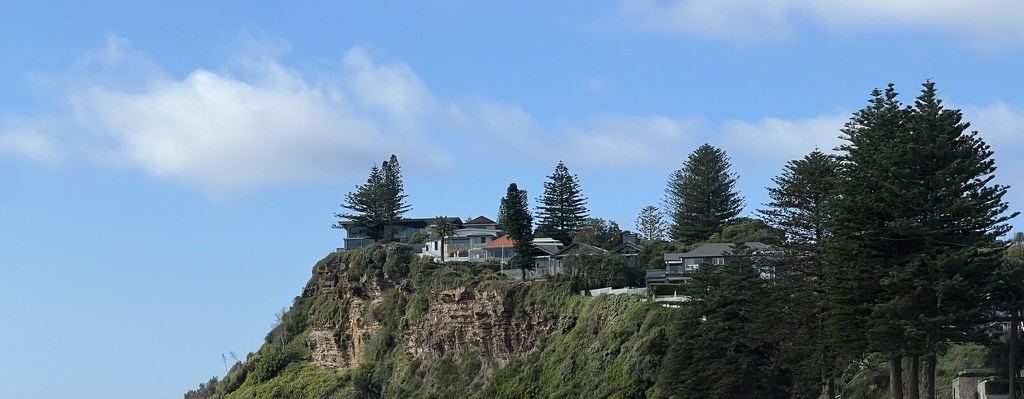 Norfolk pines and houses on a Northern Beaches headland