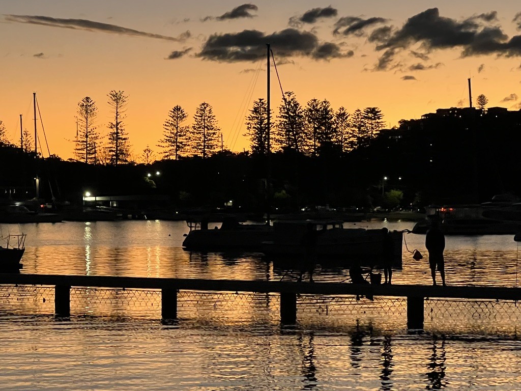 Manly harbour at dusk, Norfolk pines on the ridge