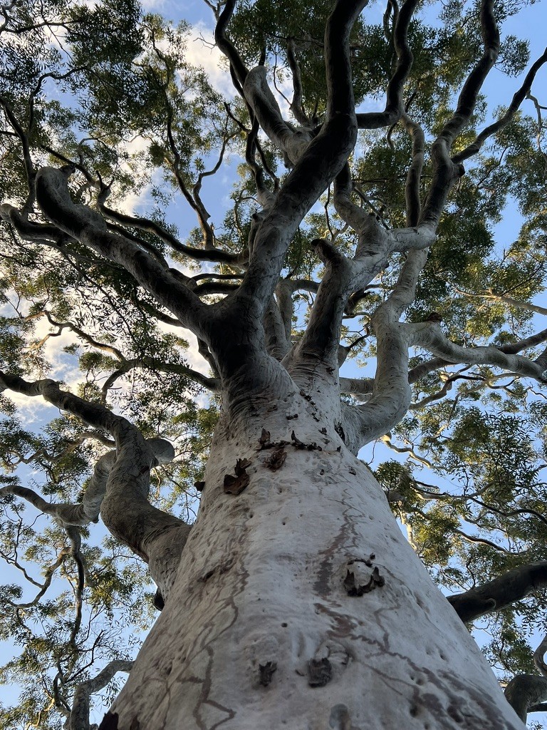 Looking up a spotted gum canopy